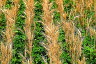 Clover cover crop in wheat