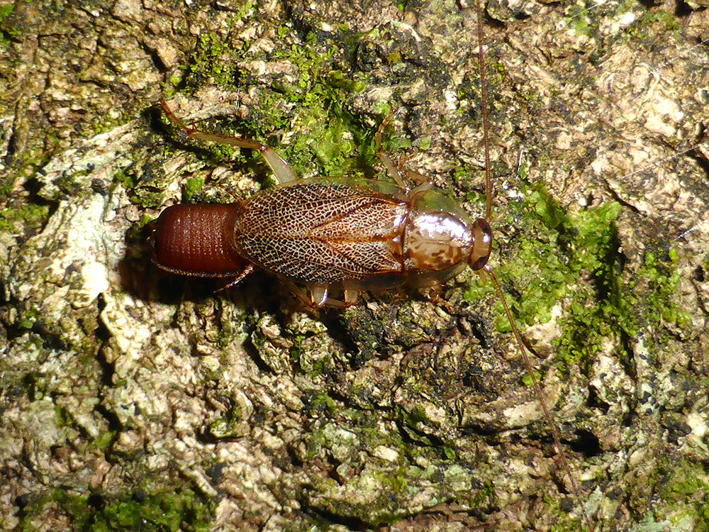Female cockroach deposits a mass of eggs in an ootheca.