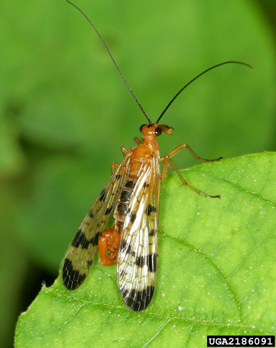 Scorpionfly with spotted wings a red body and long attenae on a green leaf. 