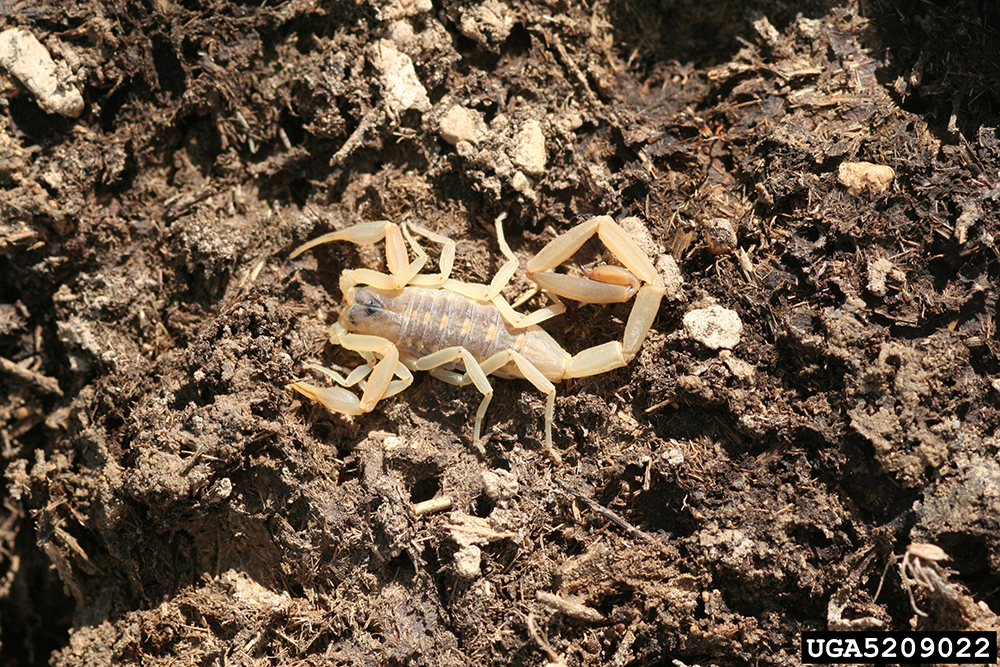Common striped scorpion with light colored body resting on dirt.