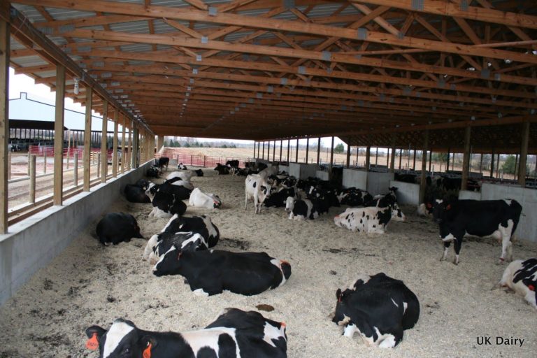 Dairy cattle resting in a compost-bedded pack barn system. Dairy cattle resting in a compost-bedded pack barn system.