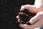 Composted Dairy Manure