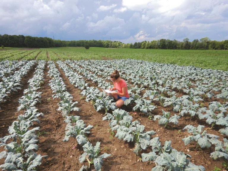 Woman taking notes in a vegetable field Woman taking notes in a vegetable field