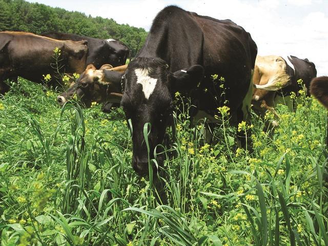 Livestock grazing tall forage Livestock grazing tall forage