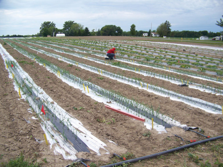 Cornell Cooperative Extension Experiment Cornell Cooperative Extension Experiment