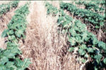 Intercropping with wheat in between rows of green crops