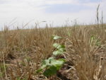 cotton and cover crops