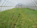 Cover crop mix in a high tunnel