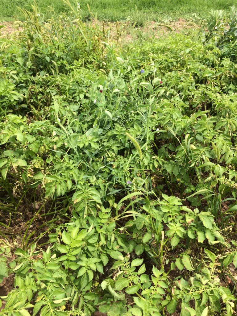 cover crop green cover crops growing outside
