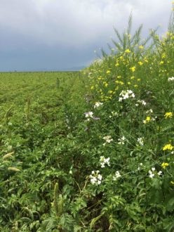 Flowering plants next to a potato field Flowering plants next to a potato field