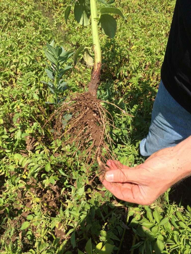 Man showing the roots of a fava bean plant Man showing the roots of a fava bean plant