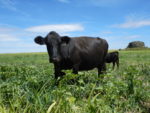 Cow and calf pair in a field