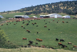 Cows Grazing across a vast field