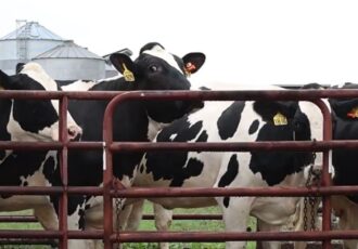White and black dairy cows behind a fence