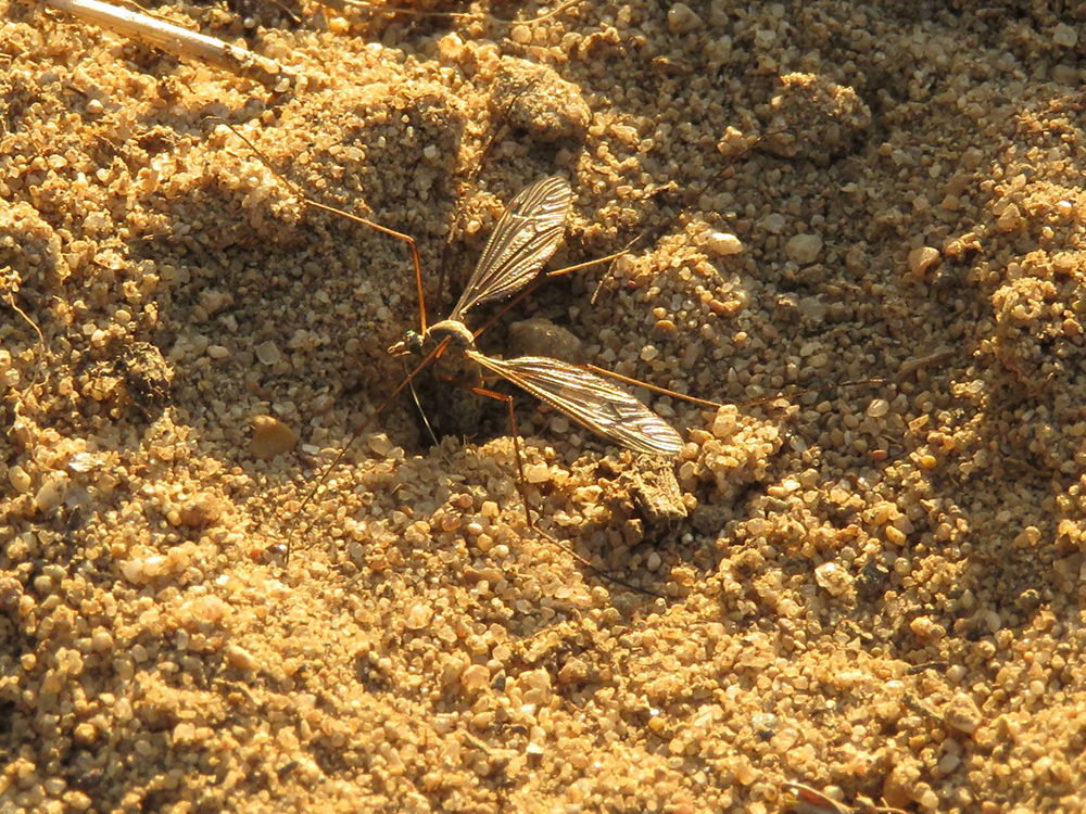 Crane fly (Tipula sp.) adult female laying eggs in soil.