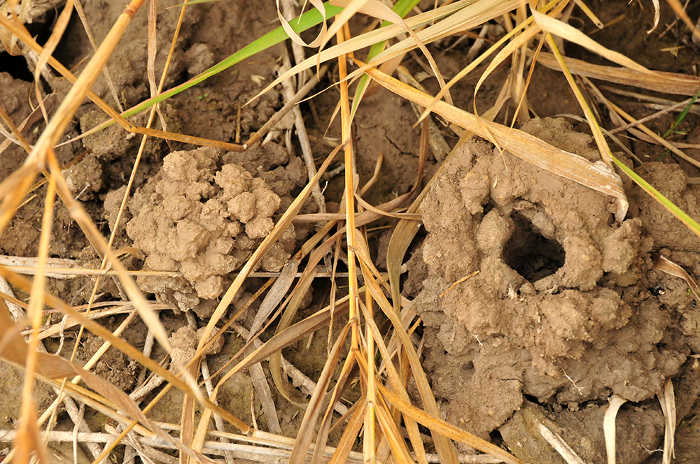 A collar of excavated soil surrounding the opening of the burrow.