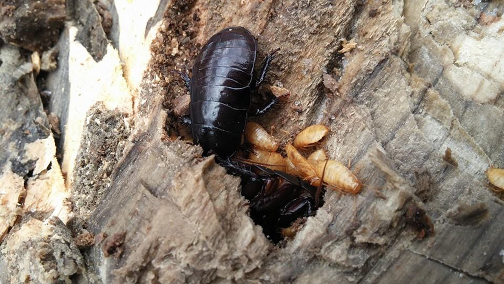 Wood-eating cockroach 