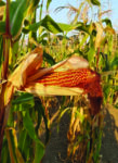 dry corn stalk