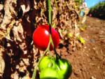 tomatoes in dry field