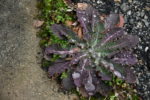 purple plant in the ground