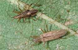 Hemiptera: Nadibae Damsel bug   (Nabis alternatus)