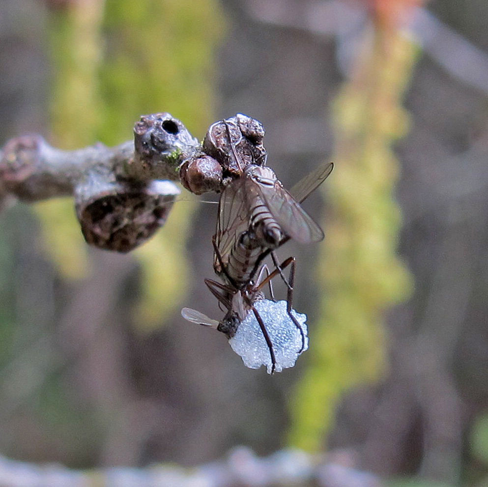 Female dance fly hanging from a stick feeding on nuptial gift.