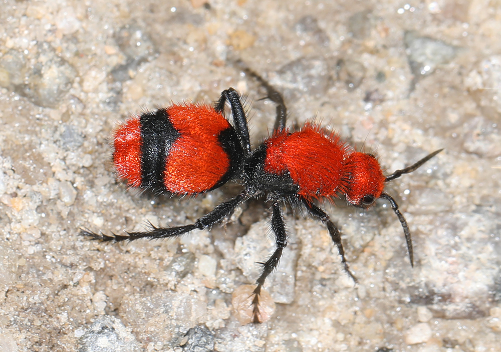 emale red velvet ant 