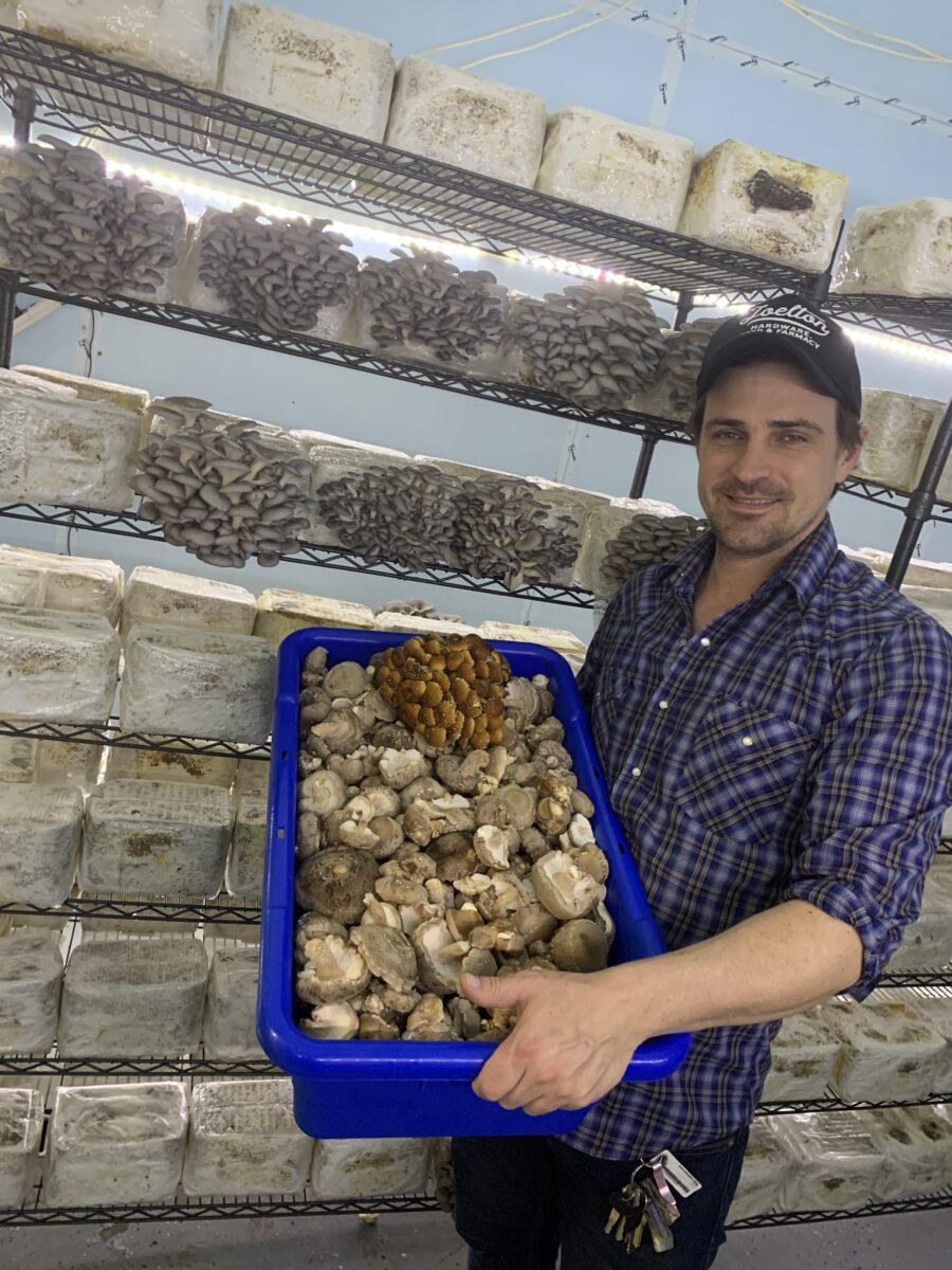 David Wells Harvesting Mushrooms HENOSIS Fruit Guys 25