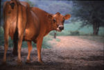 DeWitt_032.jpg Animated cow looking back at the camera