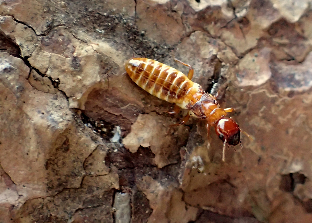 A reproductive termite after shedding
wings.