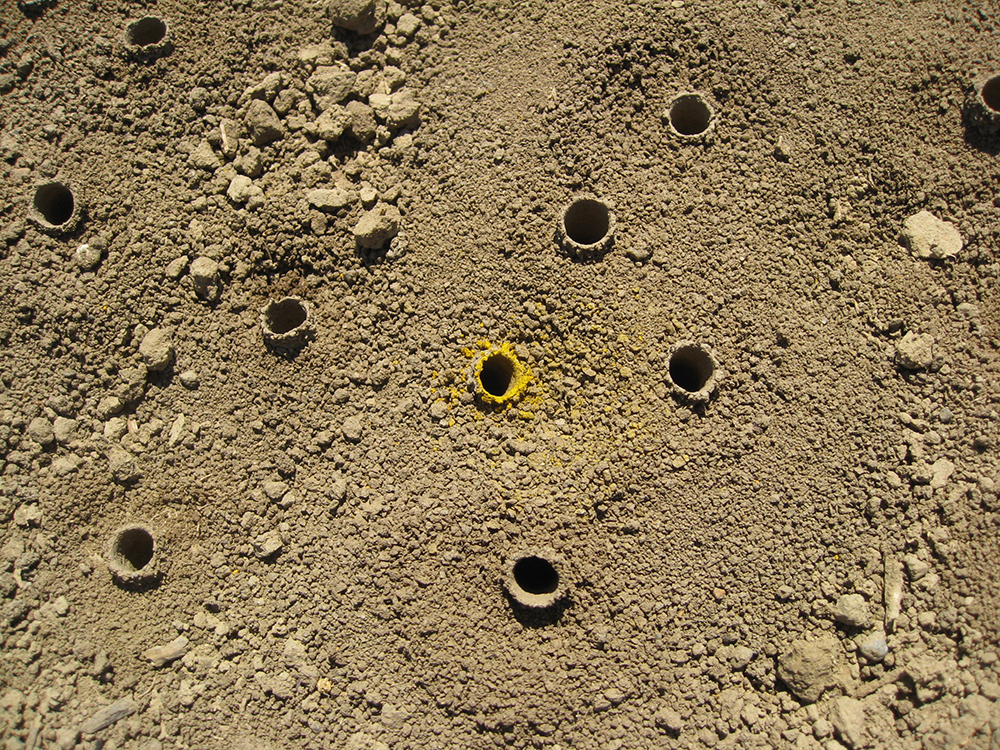 Aggregation of chimney bee (Diadasia sp.) nests.