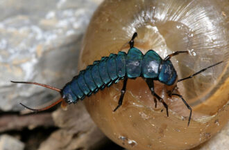 Macrofauna » Insects » Beetles - SARE