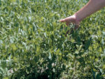 Diversifying_05.jpg A hand reaching out a touching green crop.