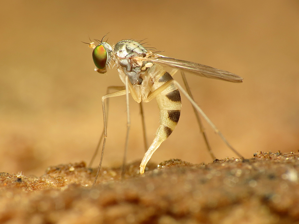 Female long-legged fly laying eggs in soil.
