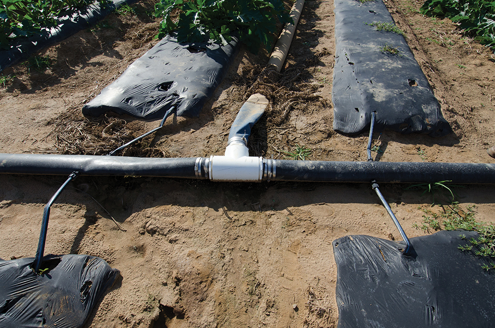 large black pipe running through a field of crops that is used for Micro irrigation
