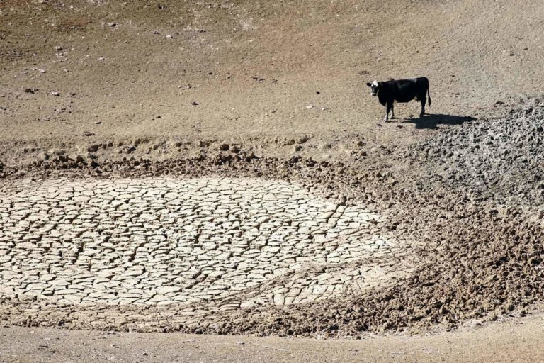 Cow standing beside a dried up pond