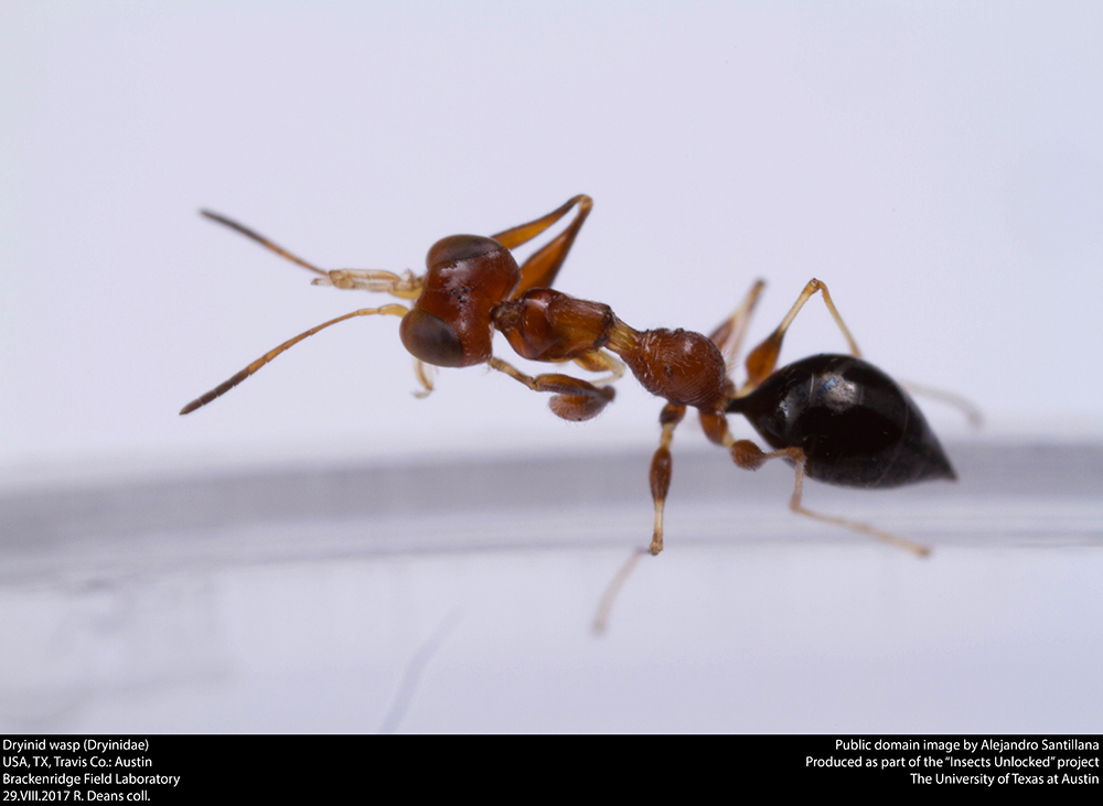 Wingless parasitoid wasp.