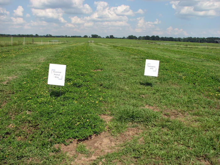 Strip planting of rhizoma peanut Strip planting of rhizoma peanut