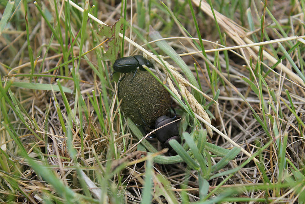 Dung beetles on a ball of dung
