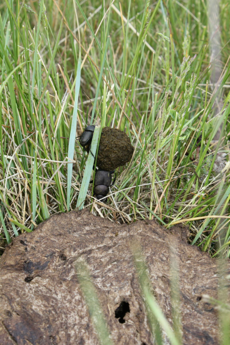 Dung beetles roll a boll of dung