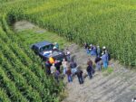 several farmers in a corn field