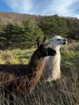 two llamas looking over a fence