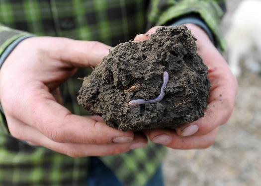 Earthworm in a clump of soil Earthworm in a clump of soil