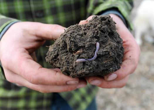 Cover Crop Impacts on Soil Invertebrates - SARE