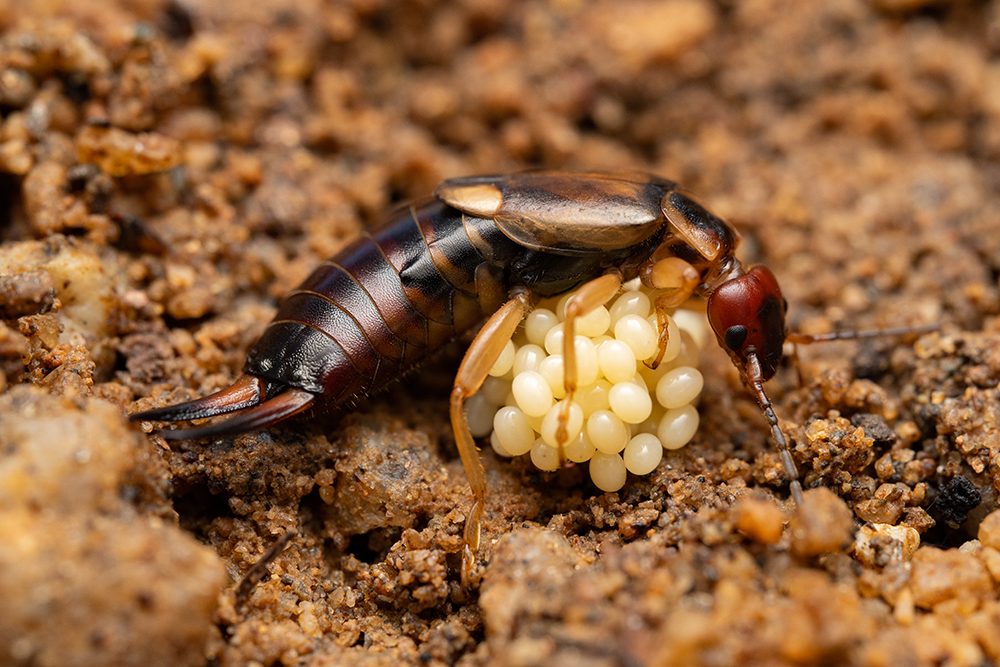 Female European earwig guarding ball of white eggs.