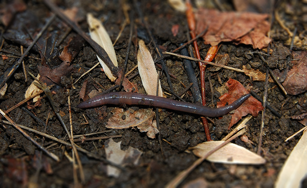 Native earthworm on leaf litter.