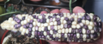 A hand holding yellow and purple corn