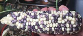 A hand holding yellow and purple corn