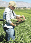 A person in a hat holding a large chunk of soil pointing to it in her hands, while walking in tall fields.