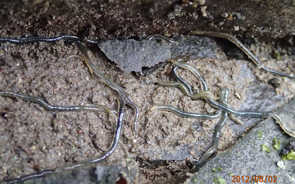 Potworms on dirt